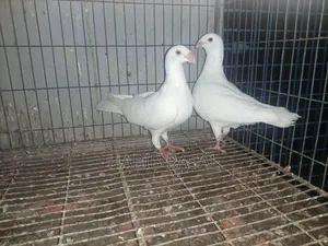 কিছু কবুতর বিক্রি করা হবে।