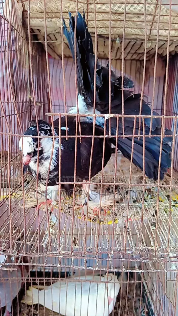 Lokkha Pigeon