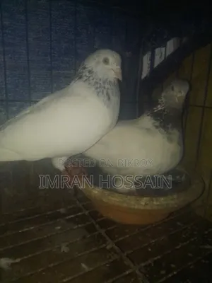 গিরিবাজ কবুতর