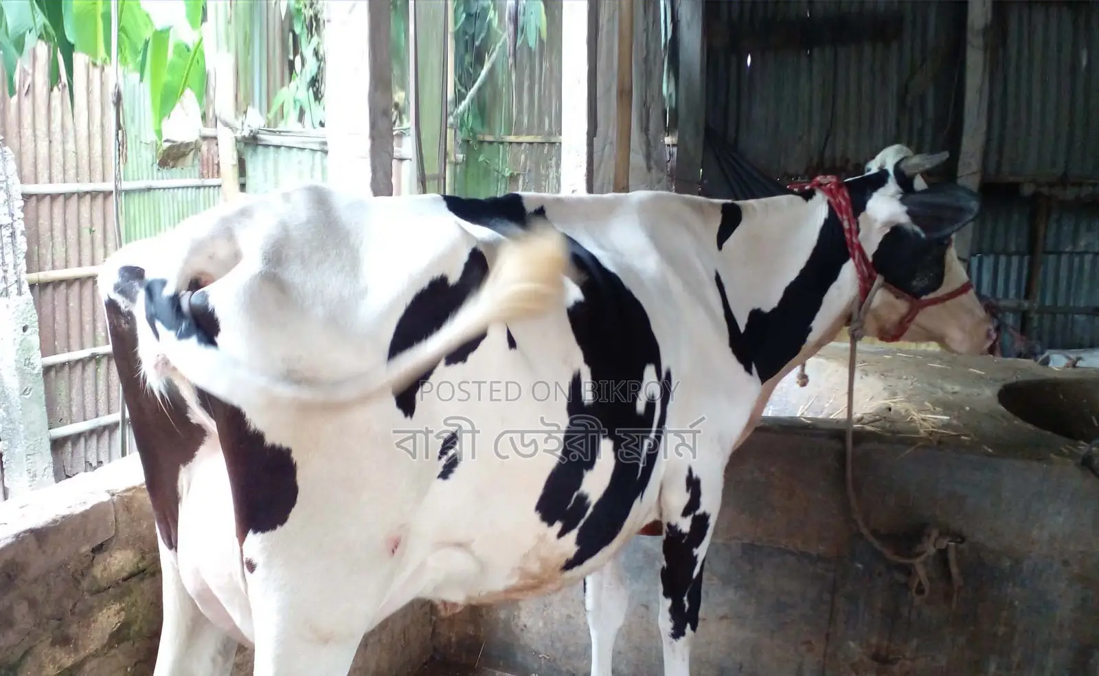 1471 No. Improved breed dairy cow.