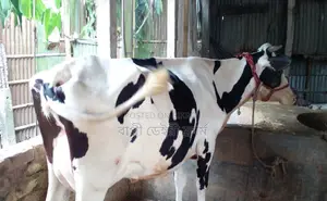 1471 No. Improved breed dairy cow.