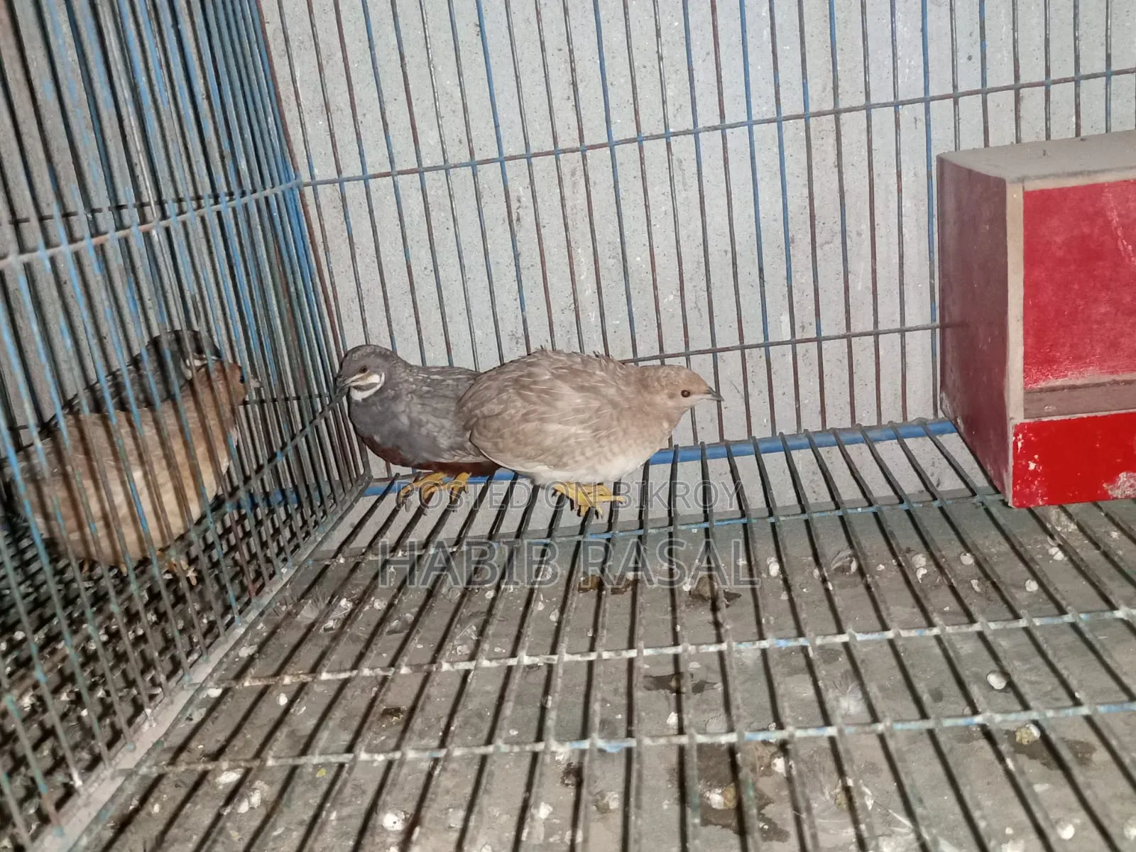 Some King Quail Birds Will Be Sold.