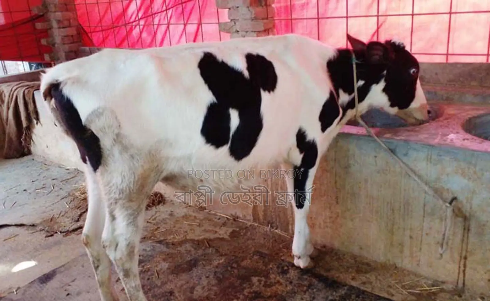 1472 No. Heifer calf cow will be sold.