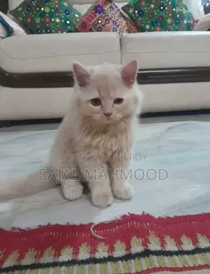 ১-৩ মাস বয়সী পুরুষ বিশুদ্ধ জাতের পার্সিয়ান