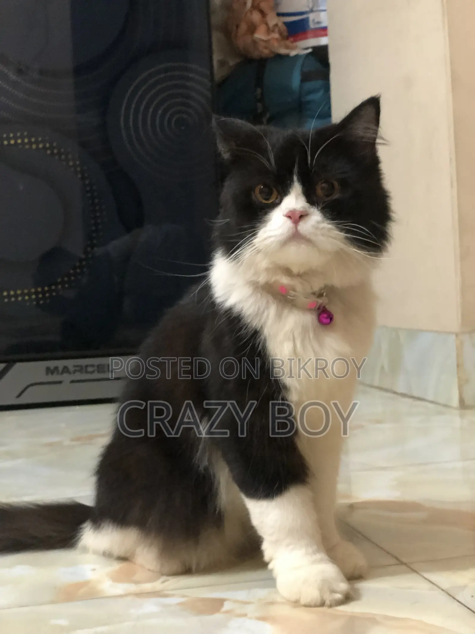 6-12 Months Male Mixed Breed Persian