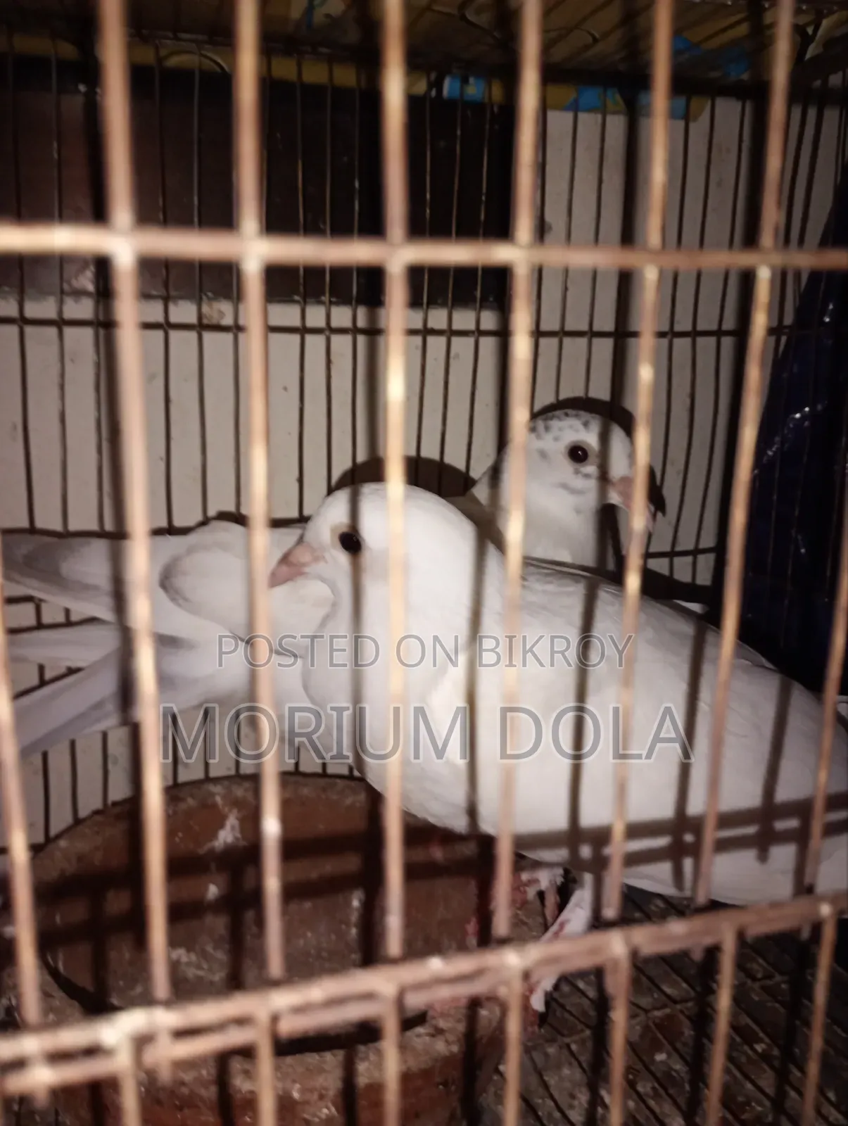 Homa Pigeon New