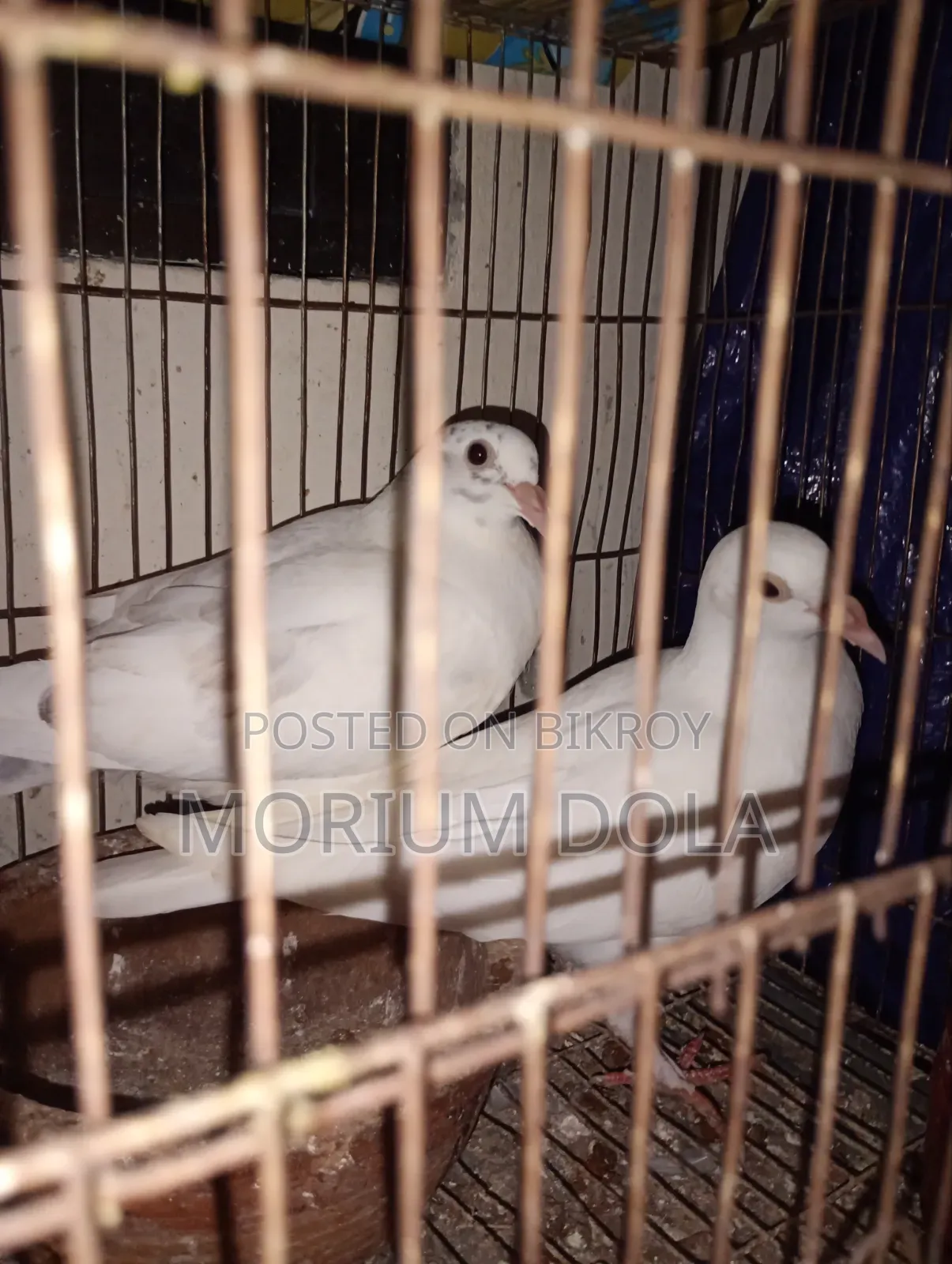 Homa Pigeon New