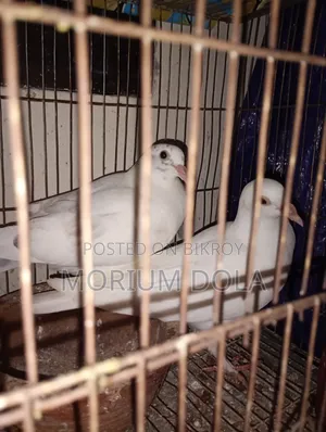 Homa Pigeon New