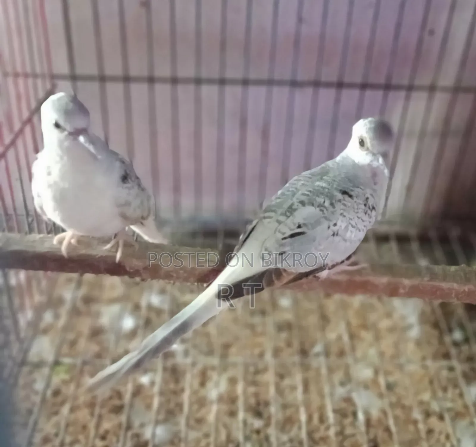 One pair of silver color Diamond Dove chicks for sale