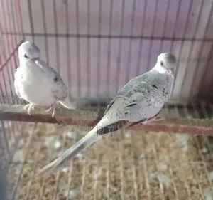 One pair of silver color Diamond Dove chicks for sale