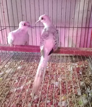 One pair of silver color Diamond Dove chicks for sale