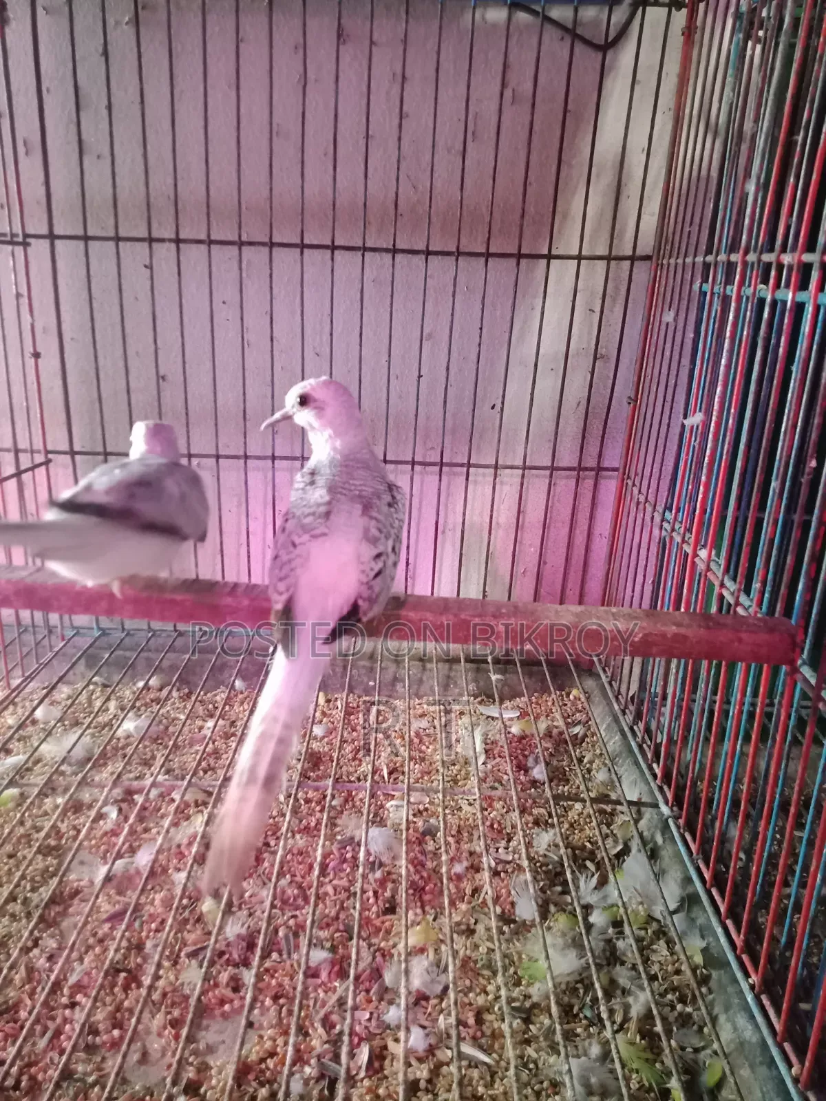 One pair of silver color Diamond Dove chicks for sale