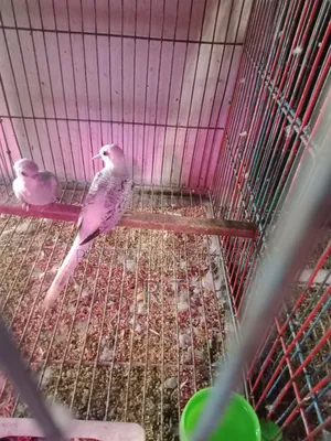 One pair of silver color Diamond Dove chicks for sale