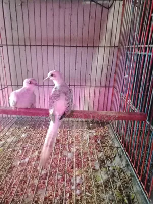 One pair of silver color Diamond Dove chicks for sale