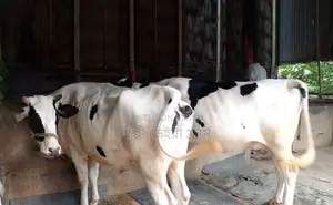 2 cows of serial no. 1474 will be sold.