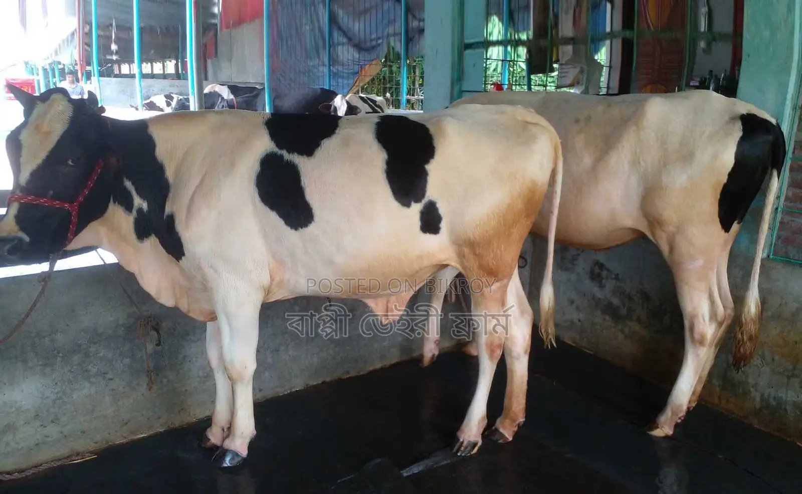 2 improved breed heifers for sale, No. 1475.