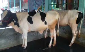 2 improved breed heifers for sale, No. 1475.