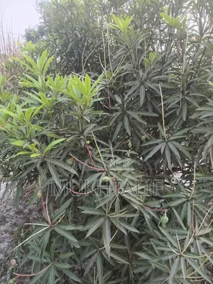 জমি বিক্রয় হবে