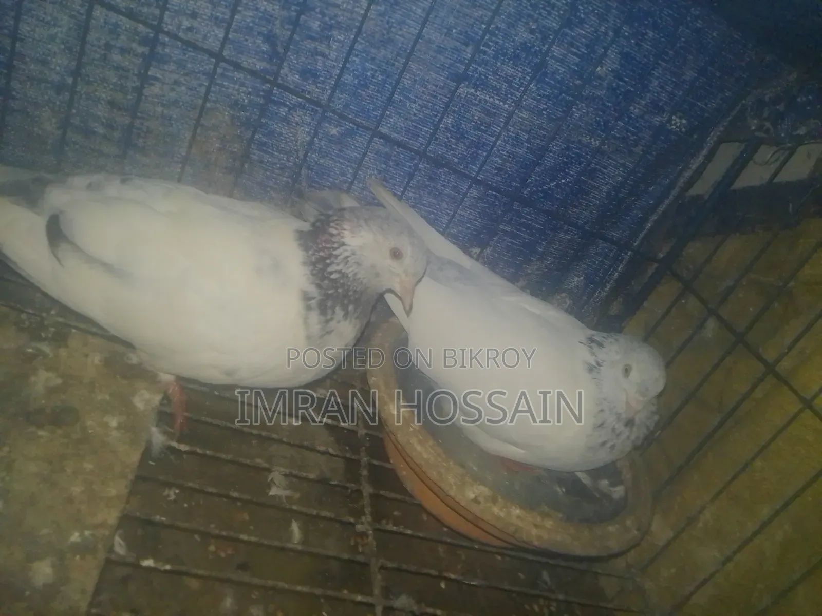 গিরিবাজ কবুতর