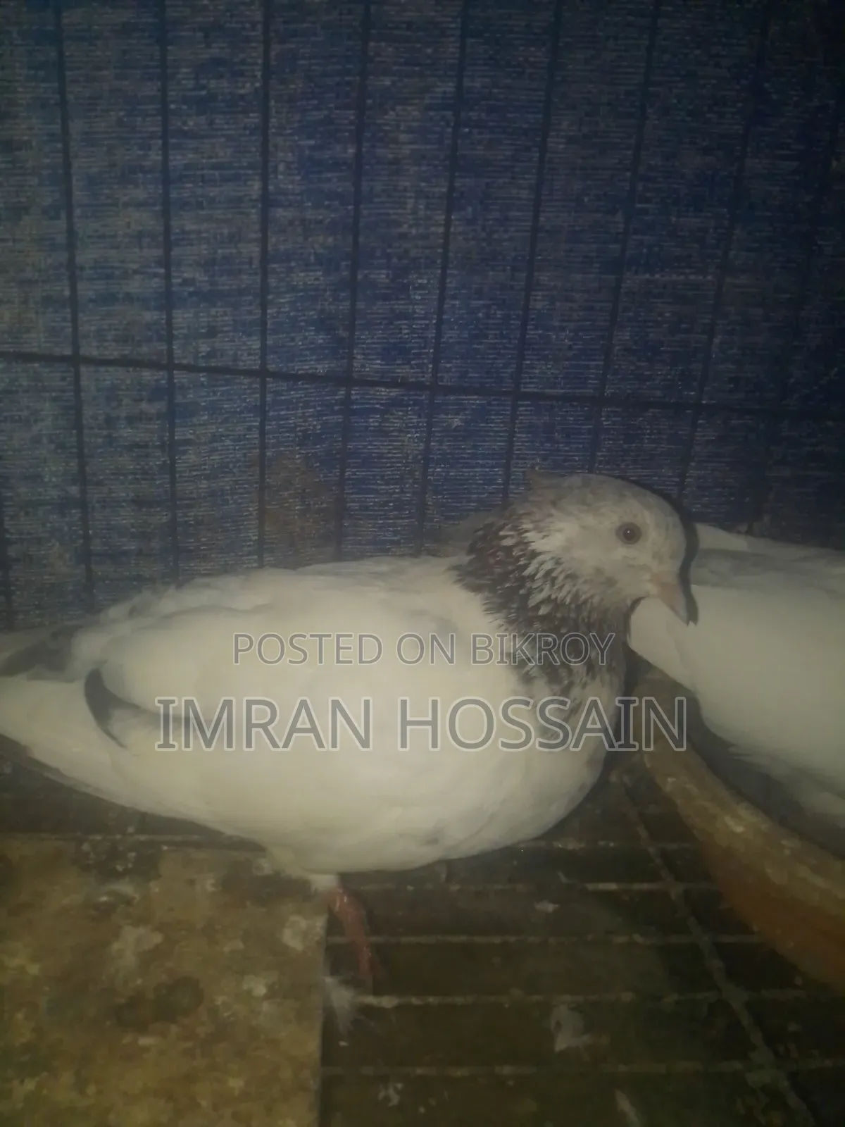 গিরিবাজ কবুতর