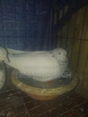 গিরিবাজ কবুতর
