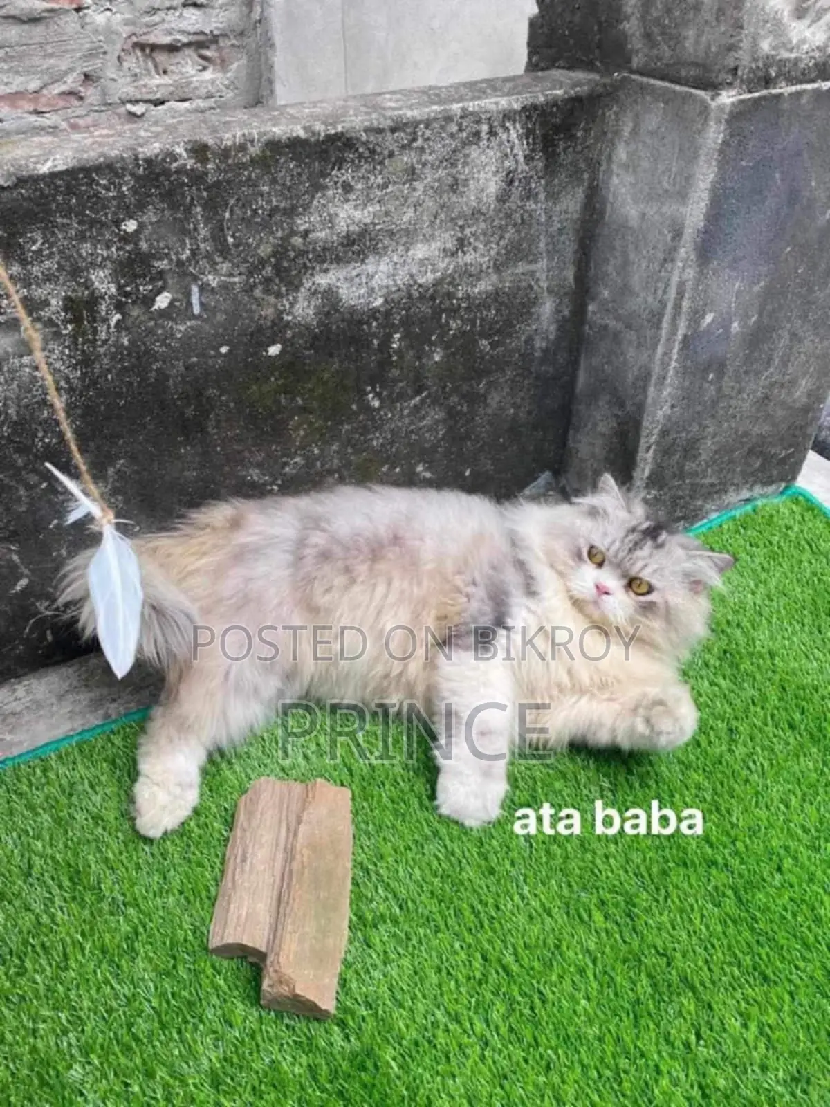 ১+ বছরের পুরুষ খাঁটি পার্সিয়ান