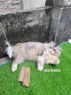 ১+ বছরের পুরুষ খাঁটি পার্সিয়ান