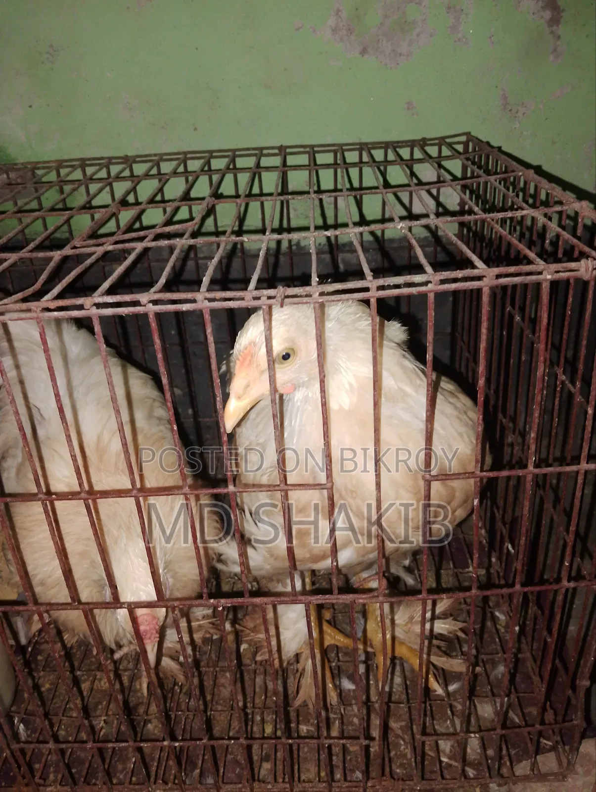 ব্রাহমা মুরগি বিক্রি করব