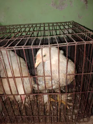 ব্রাহমা মুরগি বিক্রি করব