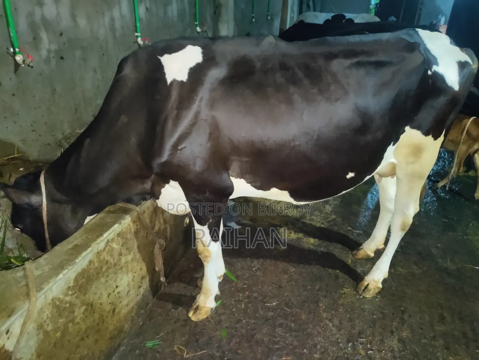 Milking cow for sale