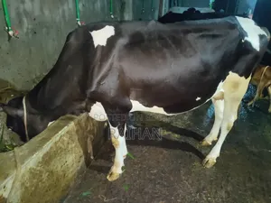 Milking cow for sale