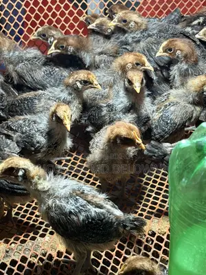 Egyptian Fayoumi Chicks