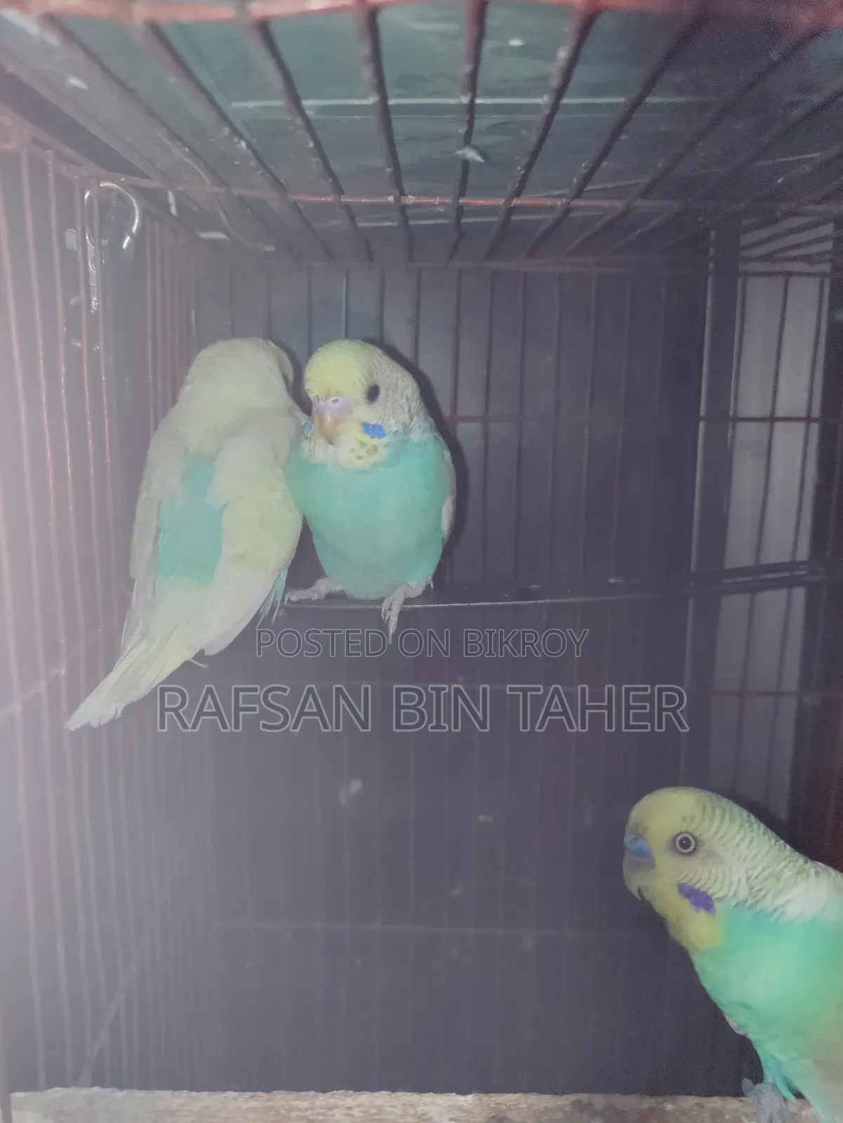 Budgerigar Bird