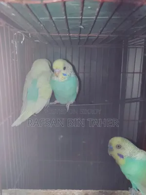 Budgerigar Bird