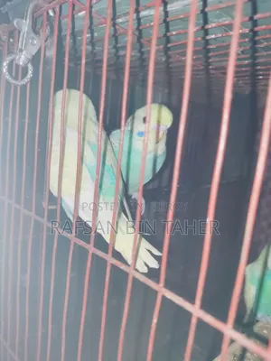 Budgerigar Bird