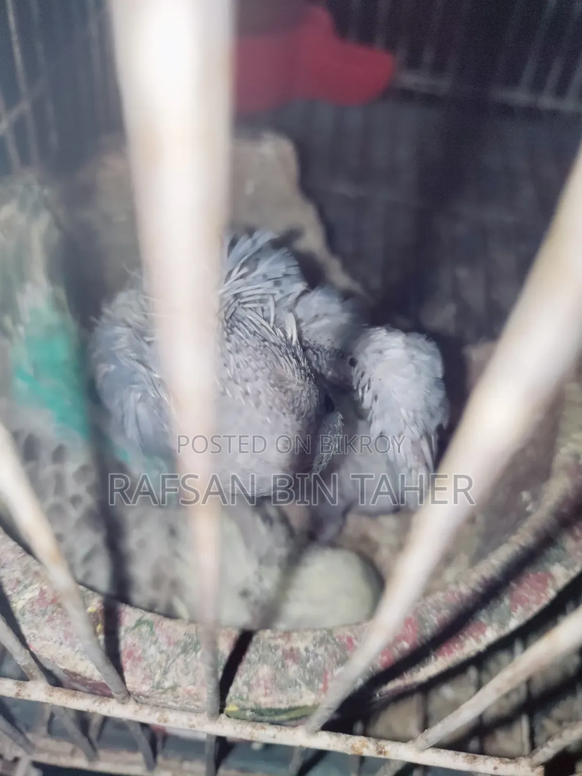 Budgerigar Bird