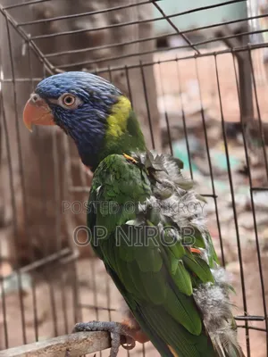 রেনবো লড়ি