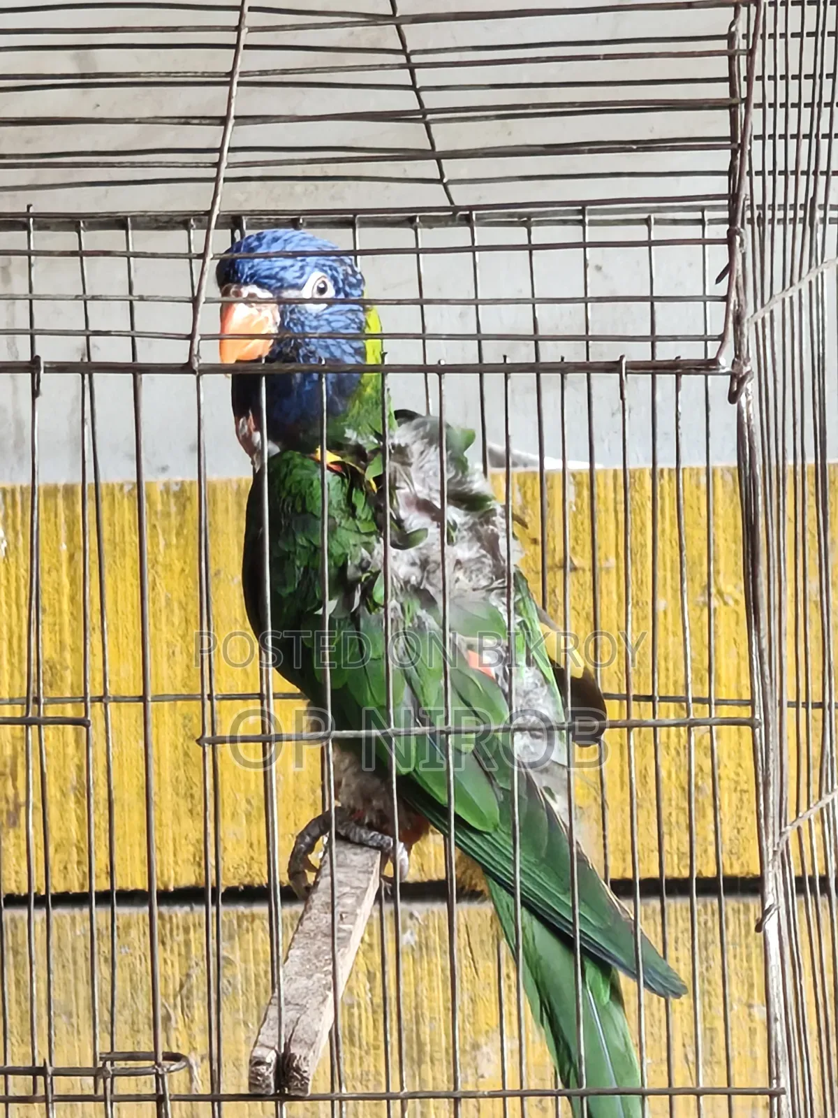 রেনবো লড়ি