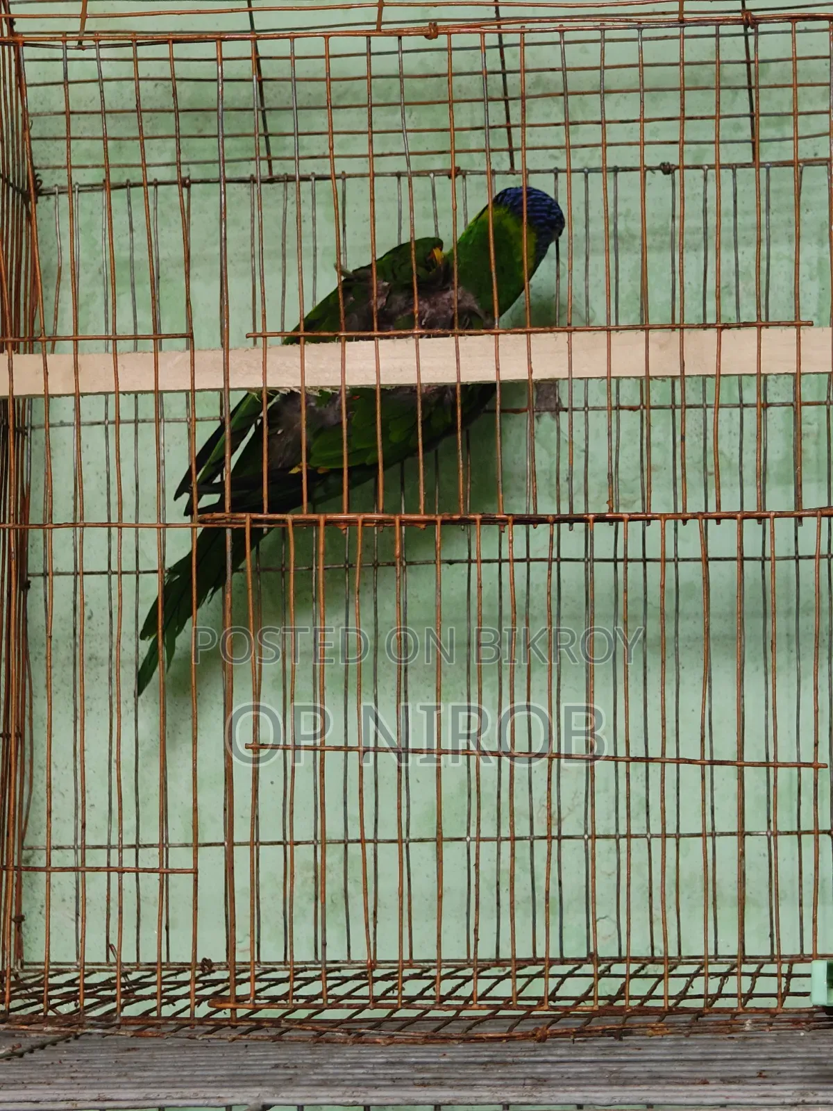 রেনবো লড়ি