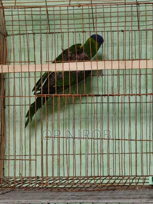 রেনবো লড়ি