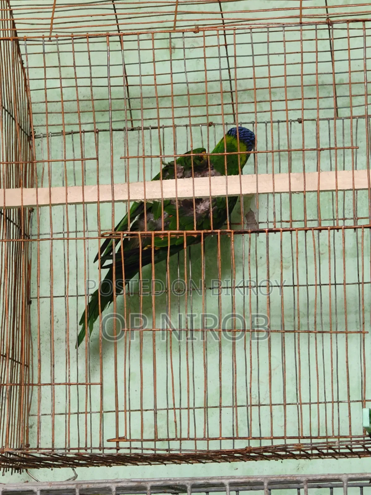 রেনবো লড়ি