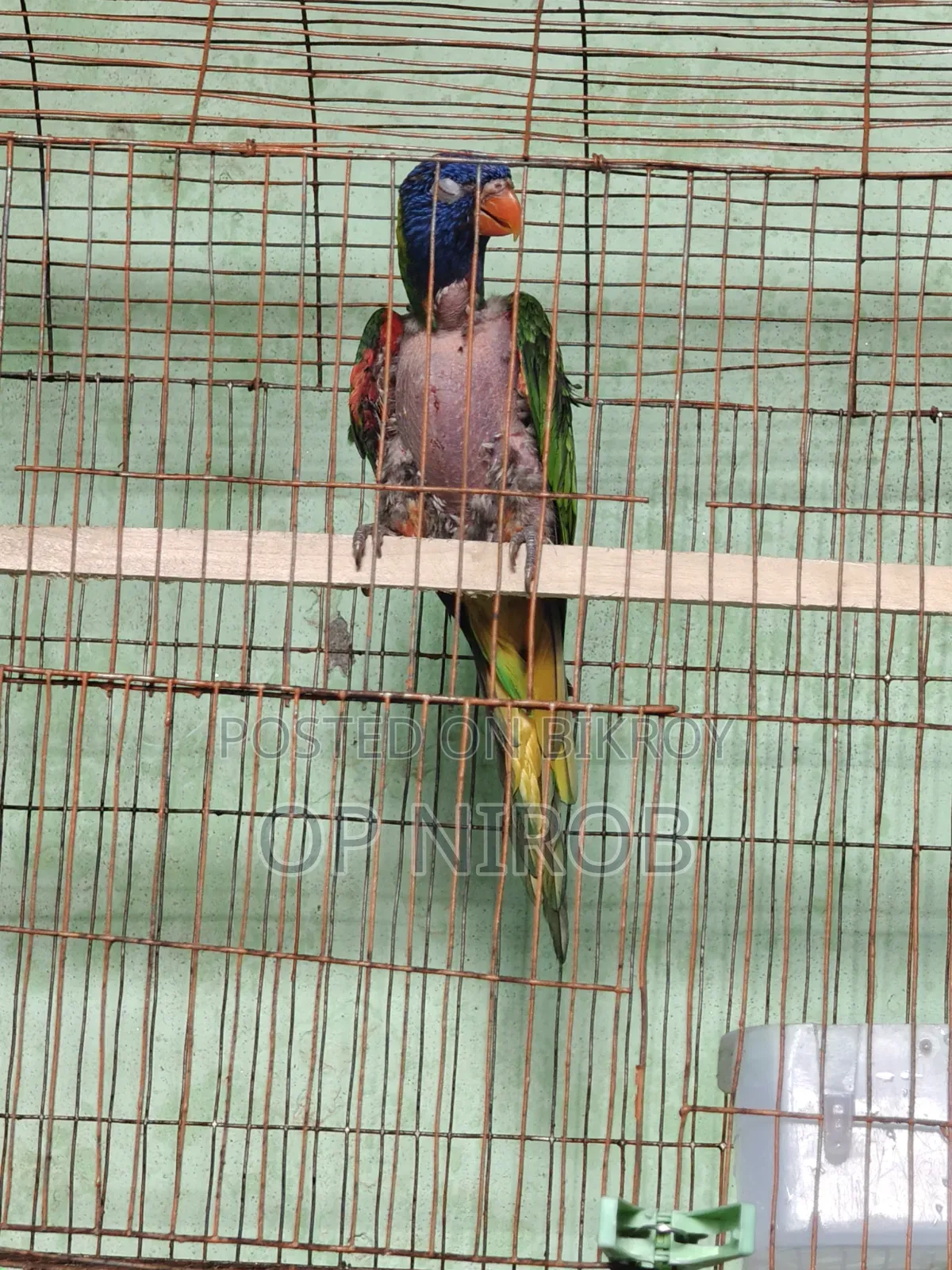 রেনবো লড়ি