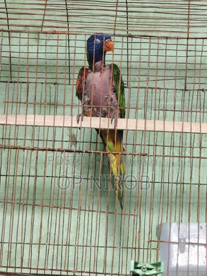 রেনবো লড়ি