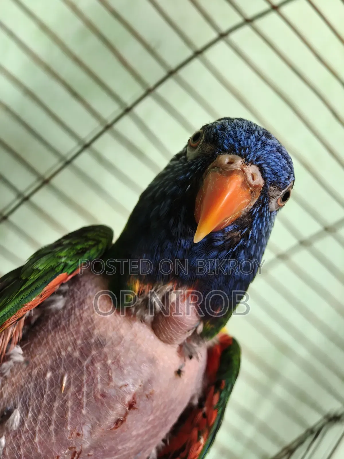 রেনবো লড়ি