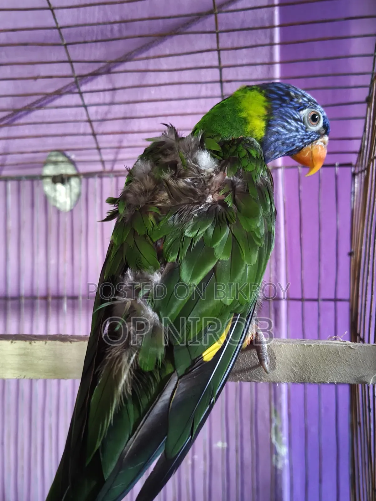 রেনবো লড়ি