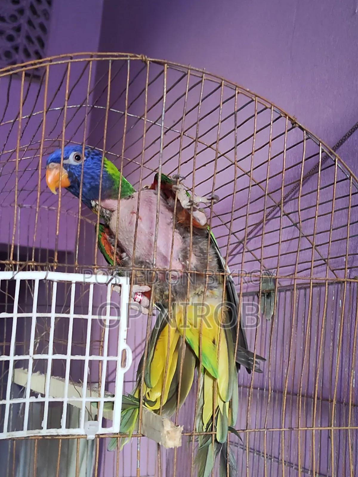 রেনবো লড়ি
