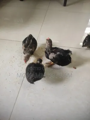 Serama Chicken Chick