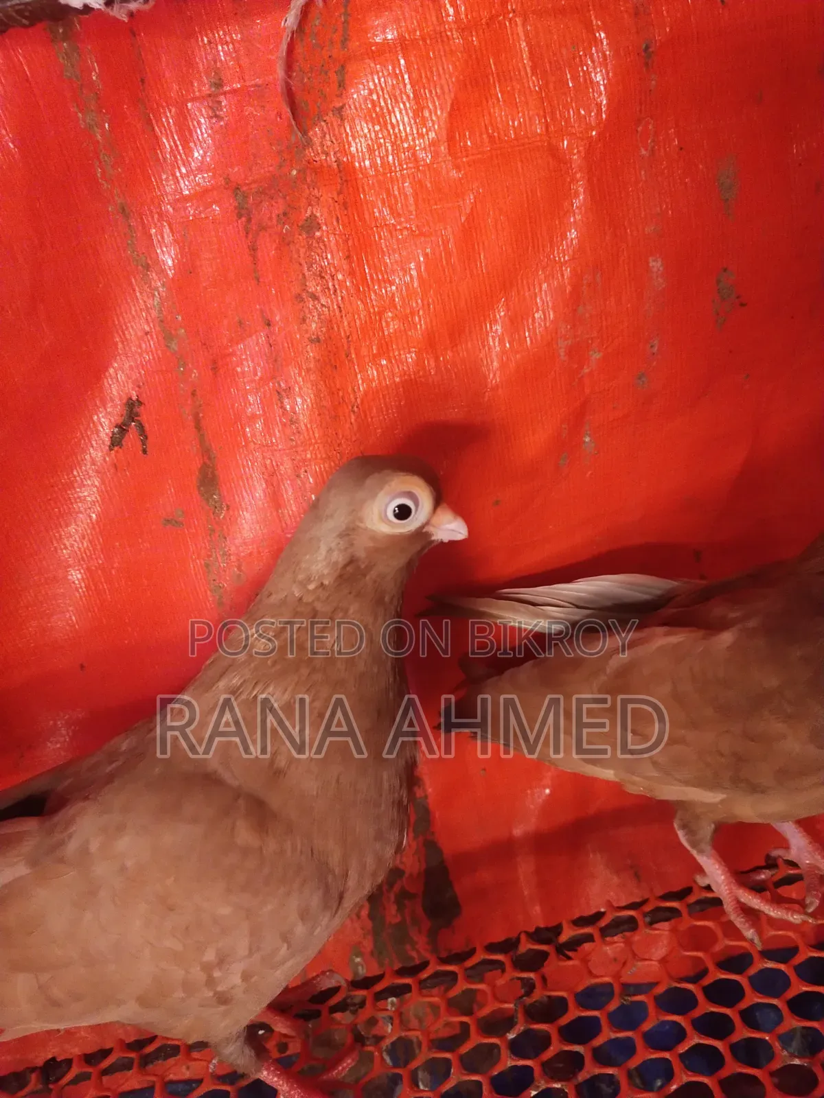 Singara Head Short-Face Pigeon, Female