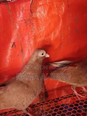 Singara Head Short-Face Pigeon, Female