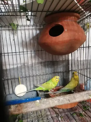 বাজুরিগার পাখি